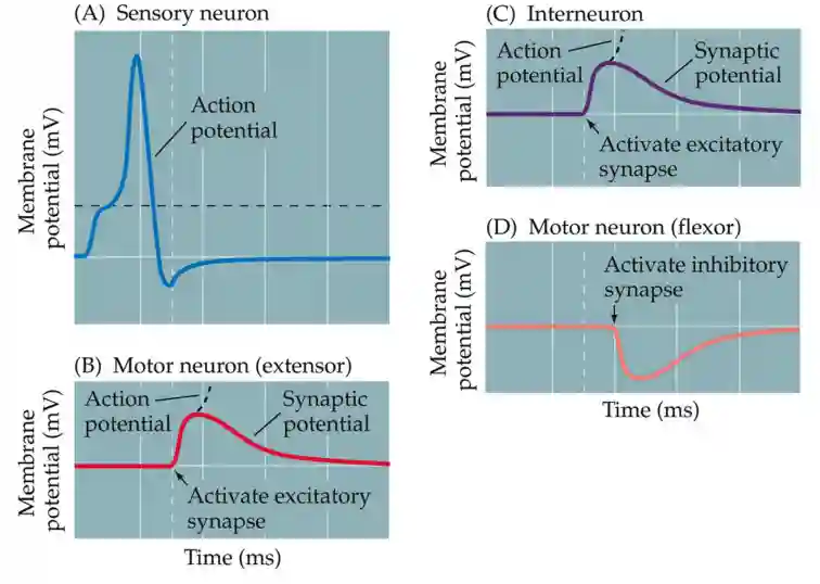 Neural mechanisms-20250820203502916